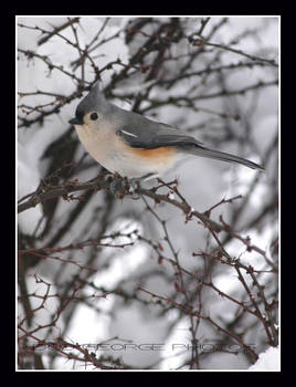 The TitMouse