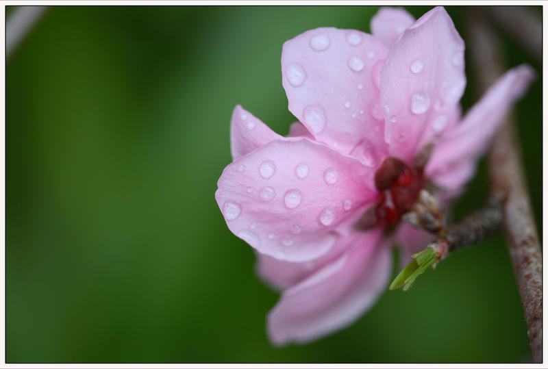 Cherry Blossum