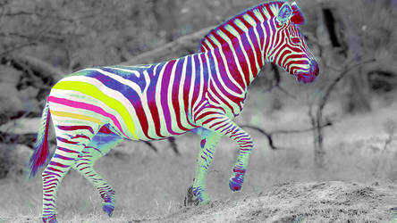 Color Zebra