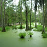 Swamp