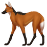 Maned Wolf