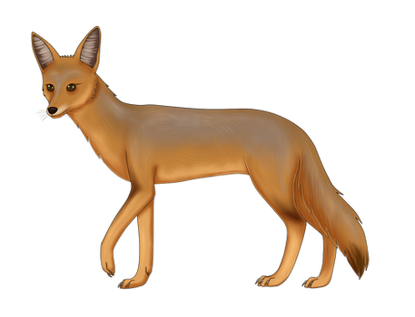 Pale fox