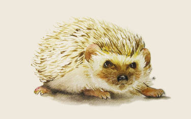 ~ HedgeHog