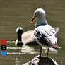 Seagull on a rock