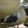 Seagulls on a Rock