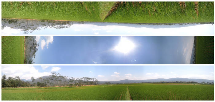 rice-field-landscapes