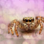 Jumping Spider