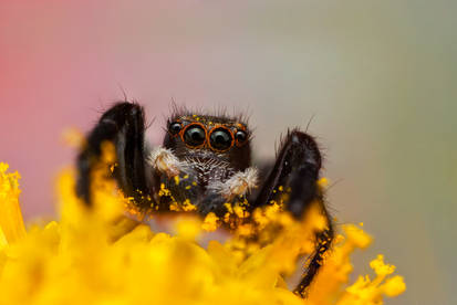 Jumping Spider II