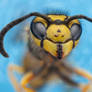 Wasp