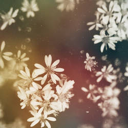 summer snowflakes