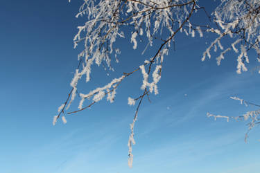 Snowy Branch