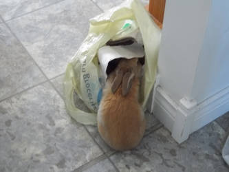 Potato Eating Bunny