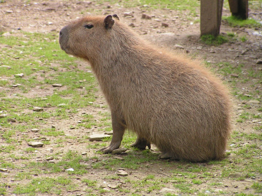 Capybara profile