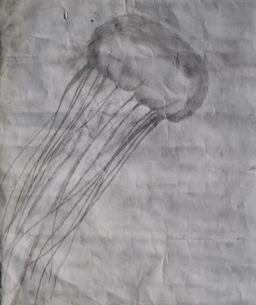 Realistic Jellyfish Pencil Art Black And White By Knetterzak On Deviantart Realistic Jellyfish Pencil Art Black And White By Knetterzak On Deviantart