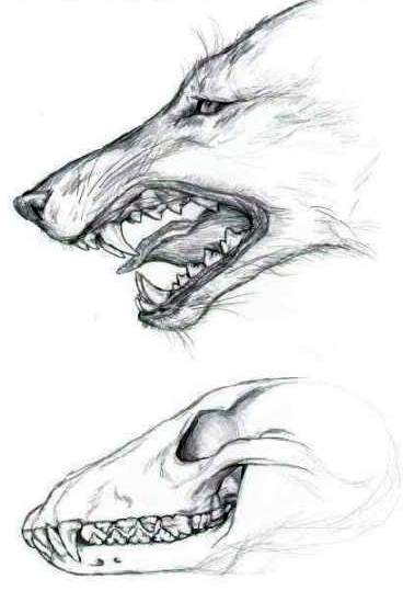 Wolf Study with Skull