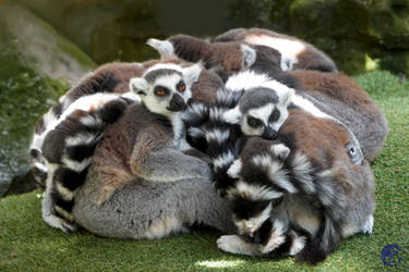 Lemur Pile Ruffed Explore the Best Pile Art | DeviantArt