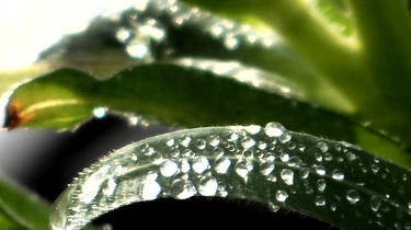 morning dew