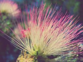 Pink fluff.