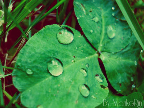 Tears of Mother Earth.