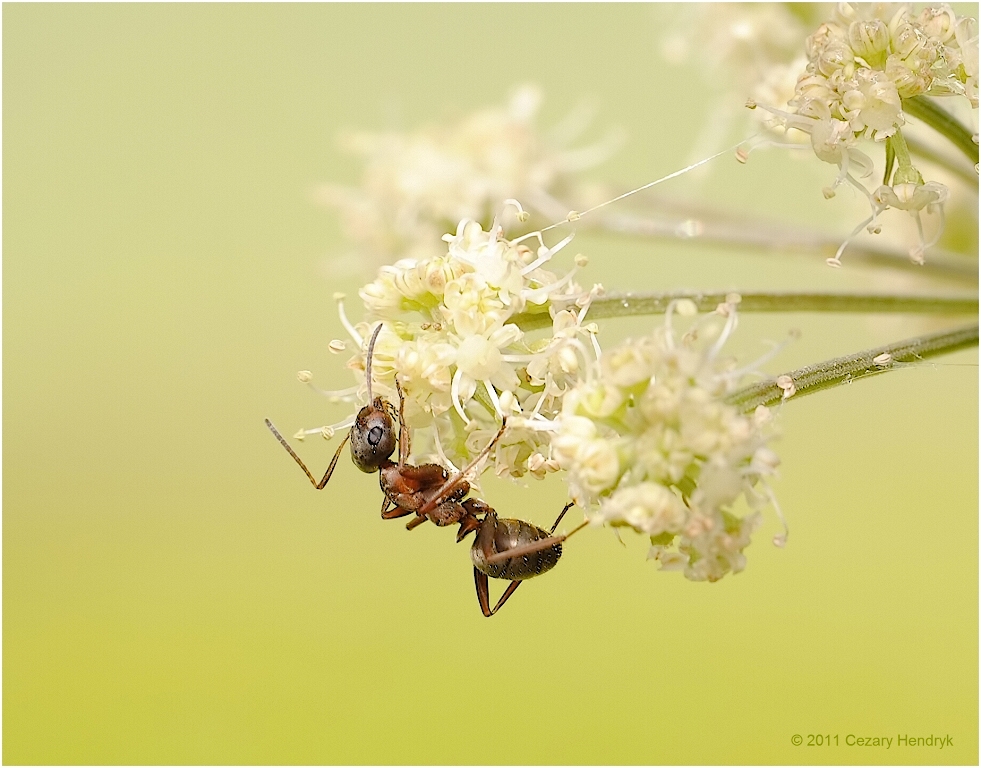 Formicidae