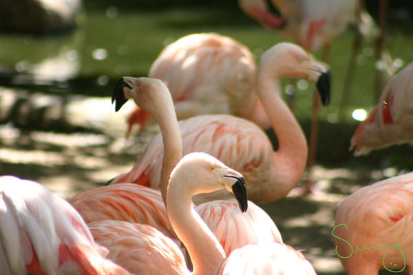 Flamingos