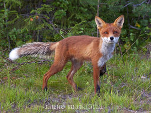 Henkikettu - Spirit Fox