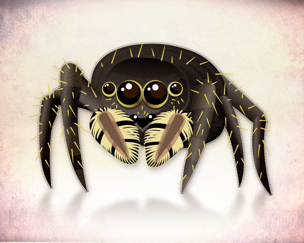 Day 19 - Salticidae