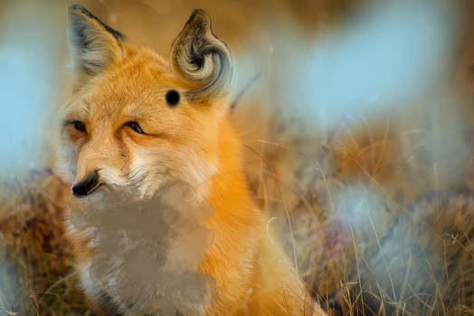 Beautiful fox furry art, trending on Artstation