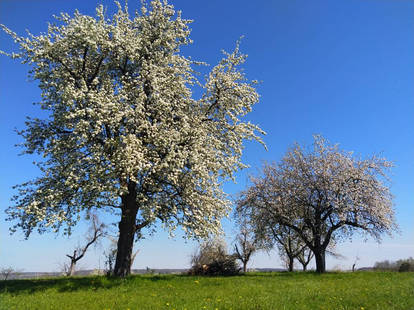 Easter Blossoms