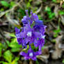 Wild Ana flowers