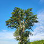 Oak Tree