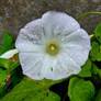 After the Morning Rain