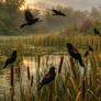 The Red-winged Blackbird