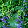 Wildflowers