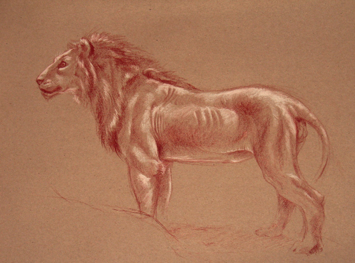 Lion study