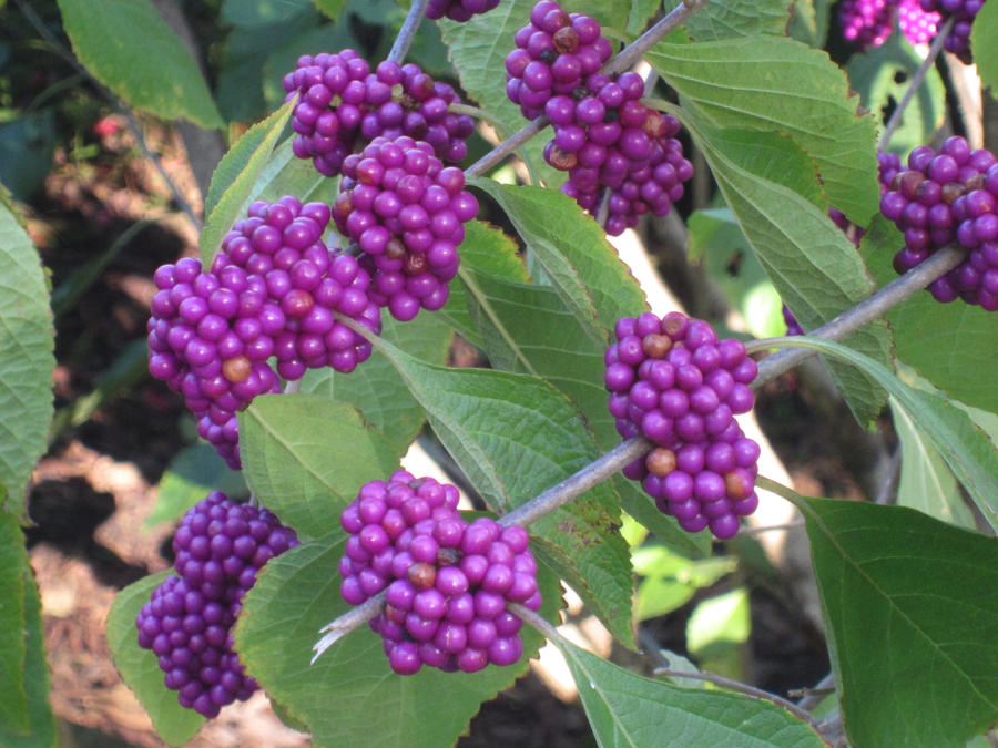 Purple Berries