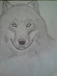 Wolf