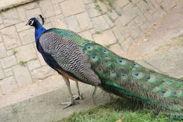 Barcelona zoo - Indian Peafowl