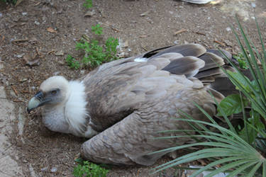 Barcelona zoo - Griffon Vulture