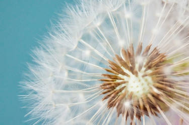 .dandelion.