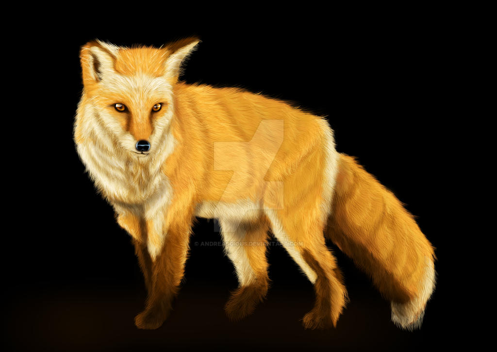 Red Fox by andreascious on DeviantArt