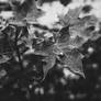 Murmur