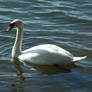 Swan2