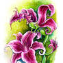 Pink Lily Fairy Dragon
