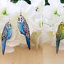 Budgies