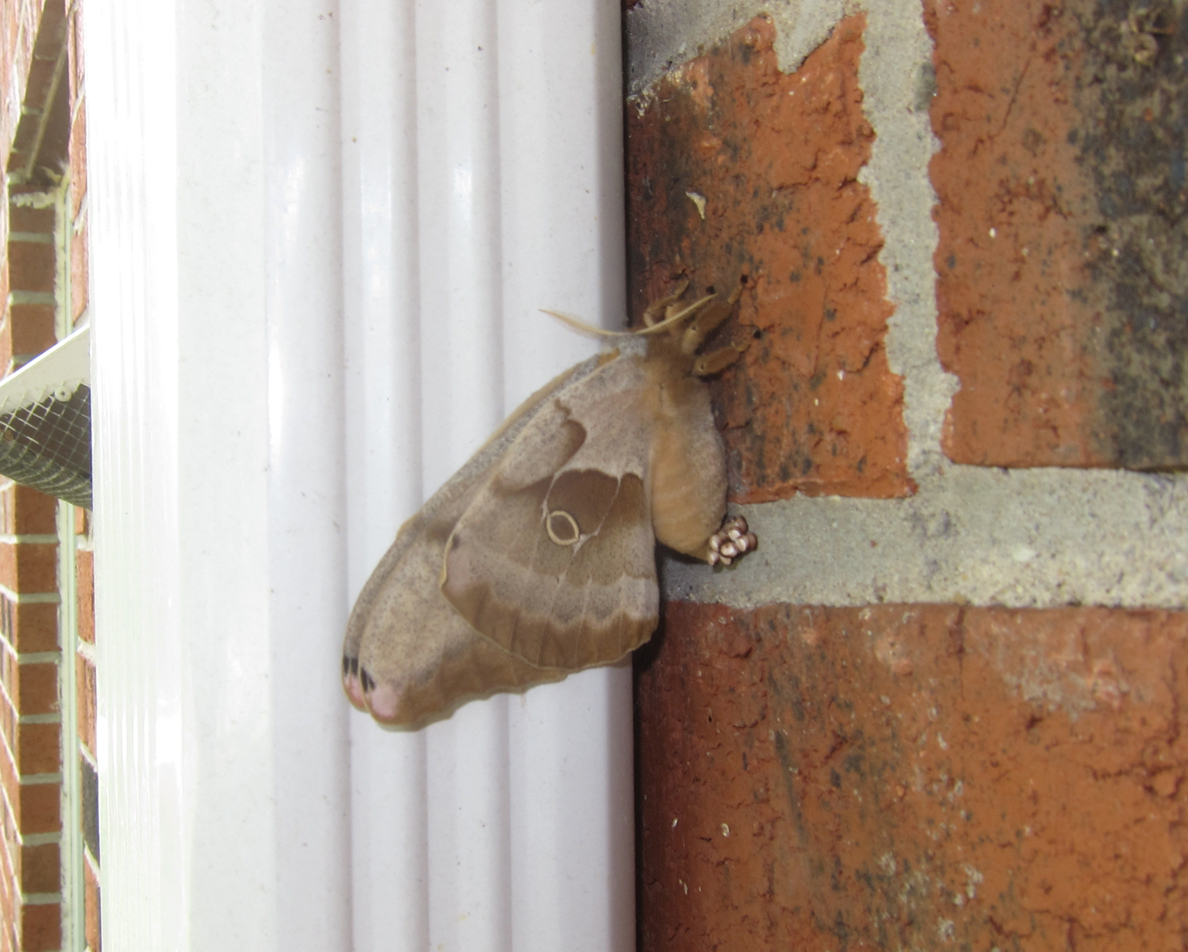 Polyphemus Moth with Eggs