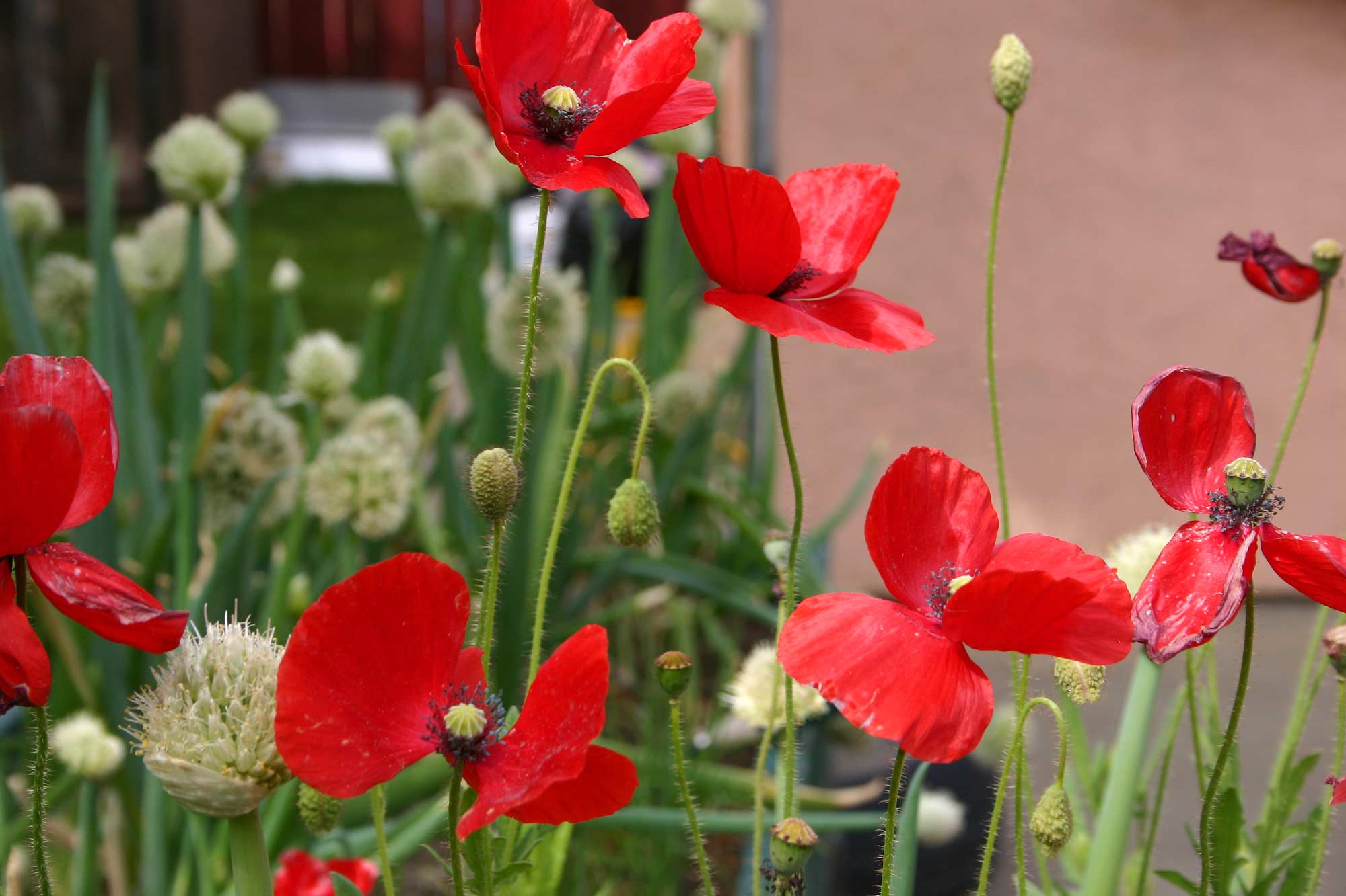 red poppies stock