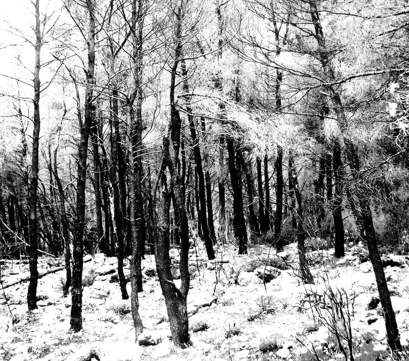 Ghost trees by ArtbyNature on DeviantArt
