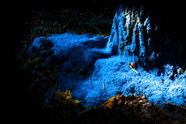 the blu in the forrest
