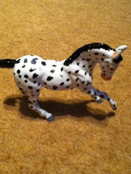 Appaloosa Warmblood